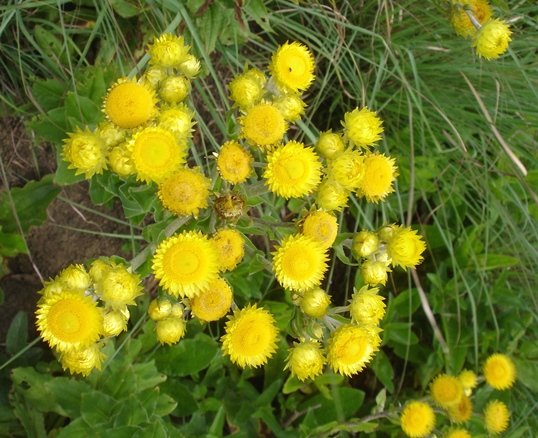 Helichrysum setosum flowerheads